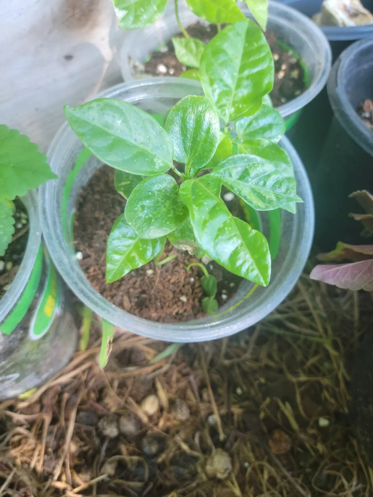 Maypop Purple Passion Flower Live Plant Vine 4" Pot, Passiflora incarnata x cincinnata, Climbing Vine, Exotic Purple Blooms