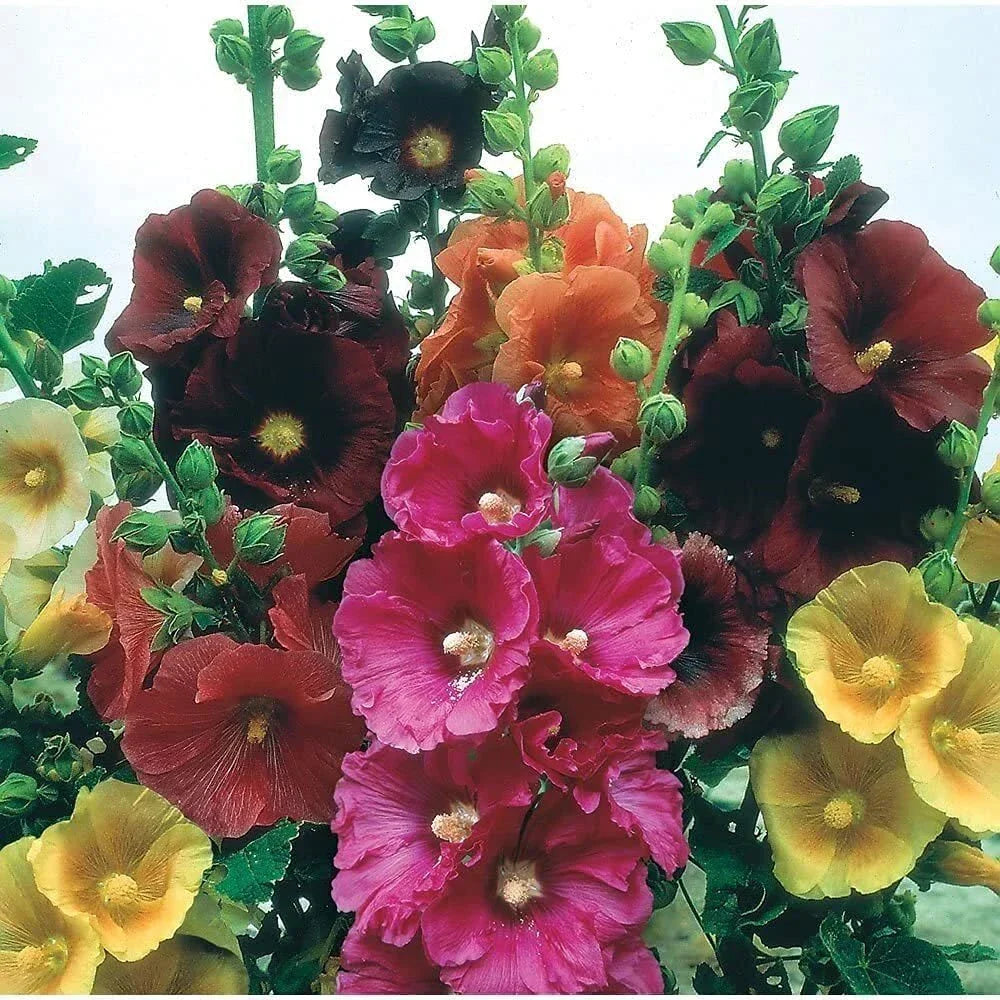 Hollyhock Seeds Mixed Colors 100+ Seeds Alcea rosea Long Blooming Period