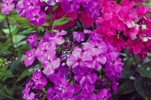 Le Mahdi Phlox Seeds - 100+ Seeds for Garden Planting - Phlox paniculata - USA Quality, Free Shipping