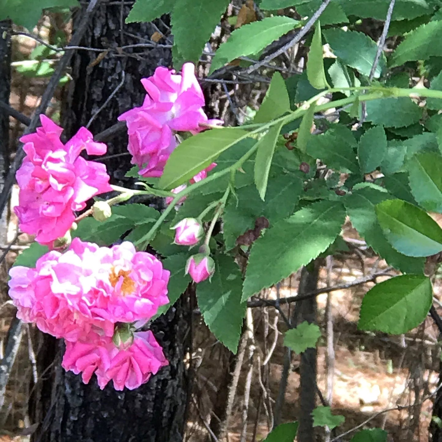 Heirloom Pink Seven Sisters Rose Cuttings - Climbing Bushes, 8 Pack, No Roots, 6 Inch Stem, Rosa 'Seven Sisters'