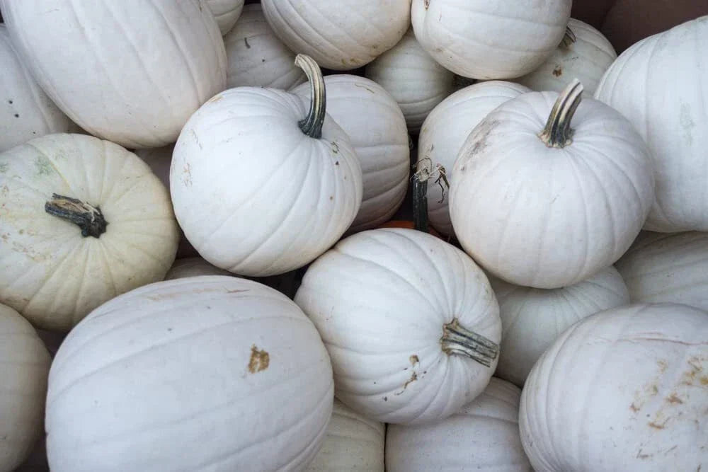 Blanco White Pumpkin Seeds - 10 Count for Planting | Cucurbita pepo