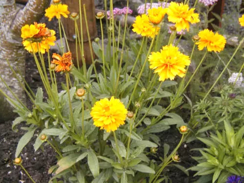Coreopsis Lance-Leaf Seeds - Perennial Flower Seeds - Yellow Blooms - Coreopsis verticillata - 239 Pack