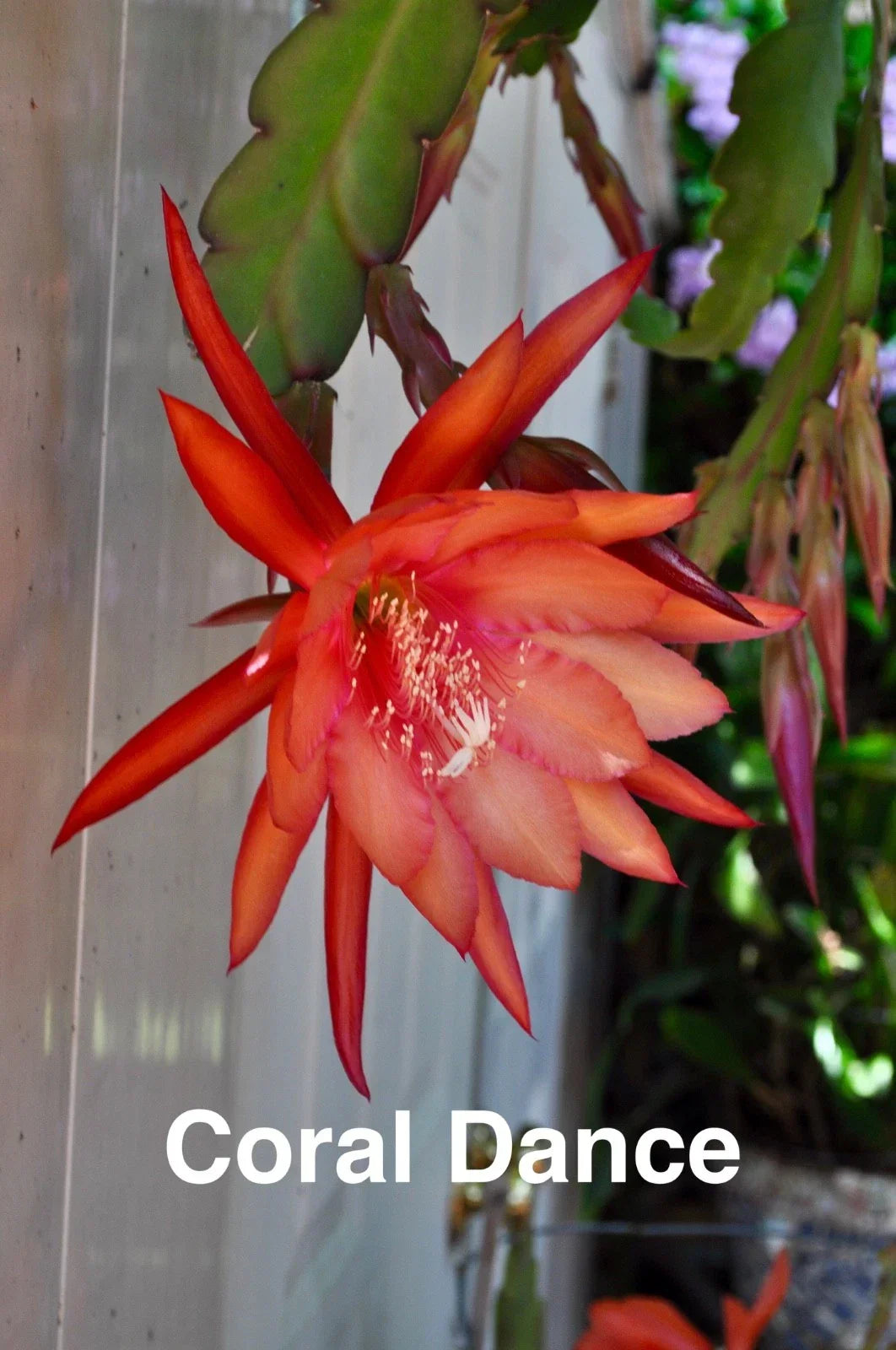 Epiphyllum Orchid Cactus Cuttings – 3 Rooted Coral Dancer, Epiphyllum spp. Indoor Succulent, Trailing Plant with New Growth