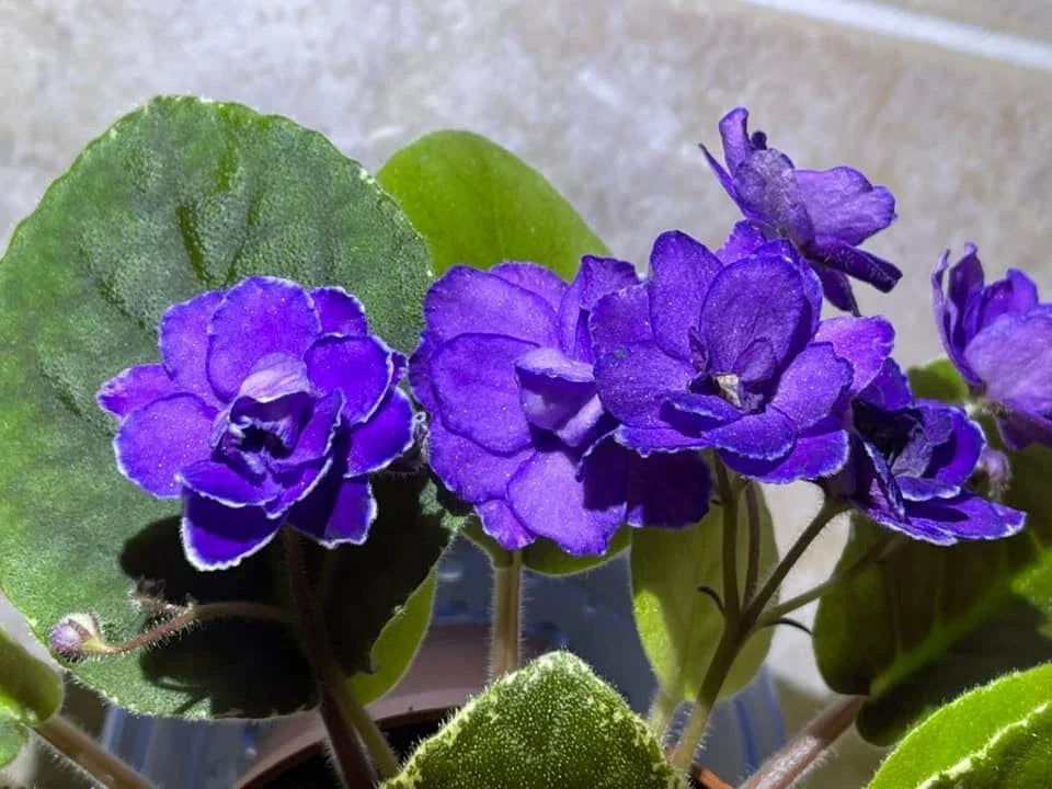 African Violet Leaves - 2 Count - Buckeye Exotic Dancer - Saintpaulia ionantha - Propagation Plant Cuttings