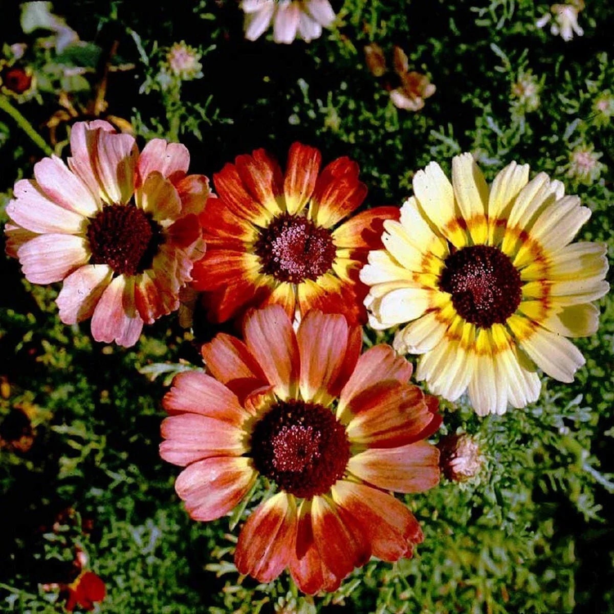 Painted Daisy Wildflower Seeds 1/4 lb Mylar Packet - Chrysanthemum carinatum - Pollinator Attracting Garden Seeds