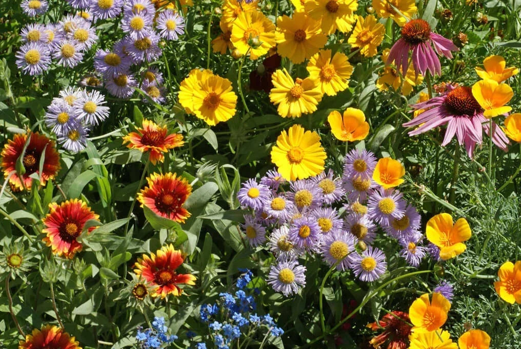 Wildflower Seed Mix - 100+ Seeds, 15 Colorful Native Species for Pollinators, Bees & Butterflies, Garden, Full Sun to Partial Shade