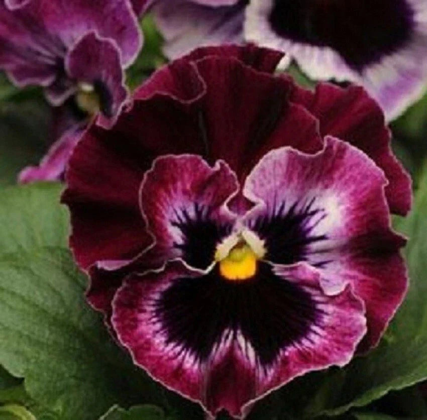 Pansy Seeds 50 Count Frizzle Sizzle Raspberry - Viola tricolor var. hortensis