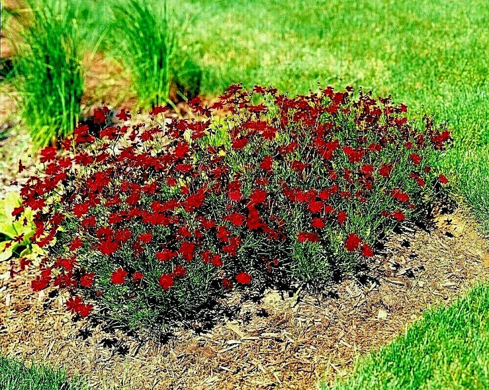 Dwarf Red Plains Coreopsis Seeds - 2000+ Native Wildflower, Drought & Heat Tolerant, Pollinator Friendly