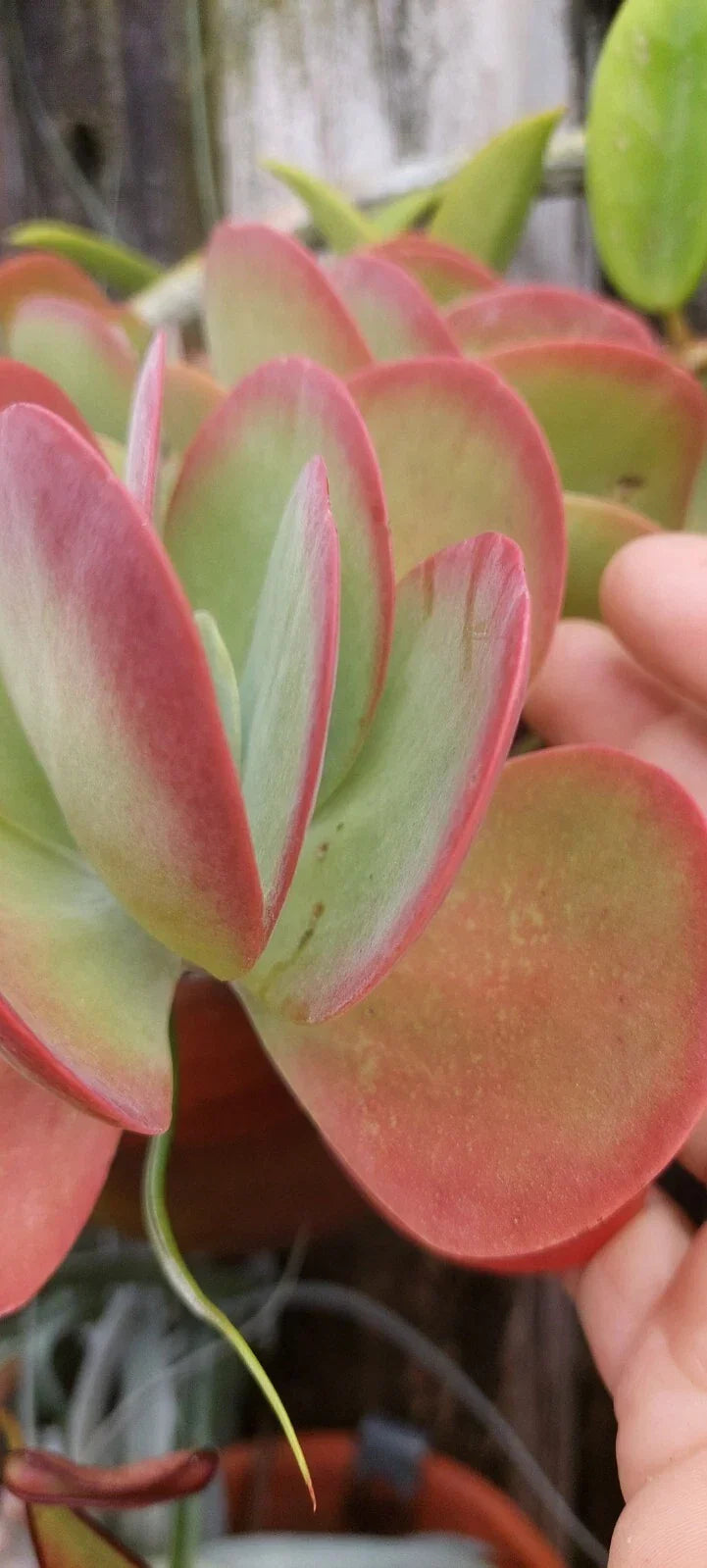 Flapjack Kalanchoe Succulent Live Plant - Pink Color - Kalanchoe thyrsiflora - Bare Root