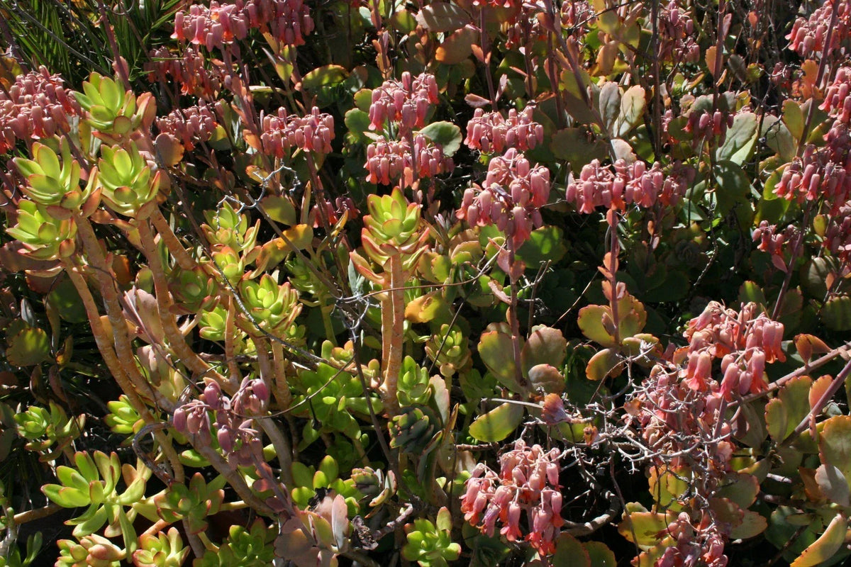 Succulent Cuttings Box 5x5x5 Assorted Varieties, Healthy Fresh Succulents, Indoor & Outdoor Plants, Echeveria, Sedum, Haworthia
