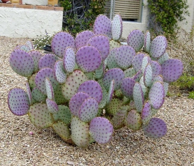 Cactus Cuttings - 3 Santa Rita Purple Prickly Pear - Opuntia santa-rita - Drought-Tolerant Succulent for Gardens & Indoor Decor