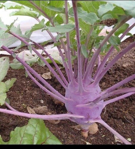 Early Purple Vienna Kohlrabi Seeds - Heirloom Brassica oleracea var. gongylodes, Creamy Tender & Mild, 150 or 1000 Seeds