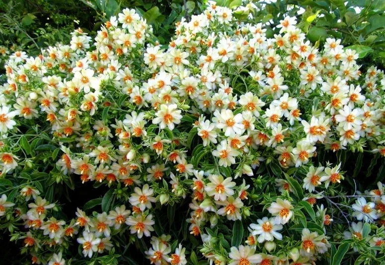 Barbados Gooseberry Rose Cactus Seeds - Pereskia aculeata, Exotic Cacti, 10 Seeds for Planting, Climbing or Sprawling, Drought Tolerant