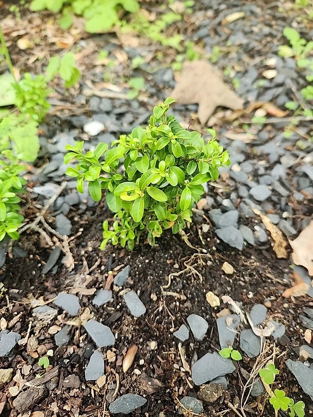 Kingsville Boxwood Mame Bonsai Tree - Rare Buxus microphylla 'Kingsville' Indoor Outdoor Plant