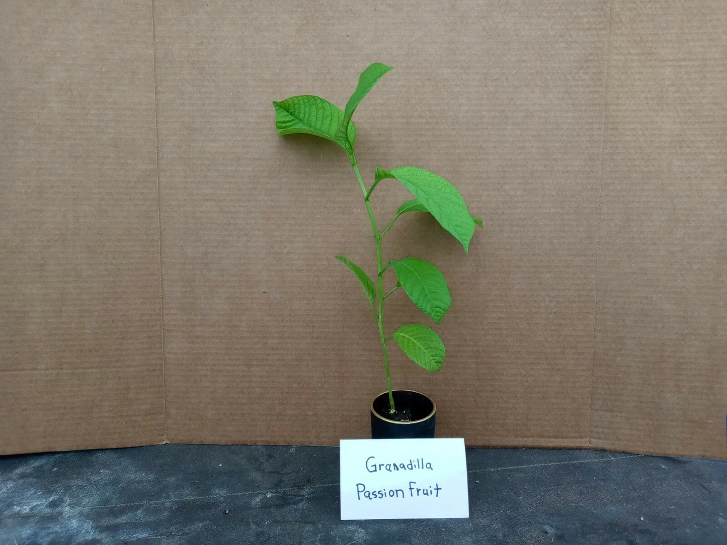 Yellow Passion Fruit Starter Plant Passiflora edulis Live Climbing Vine with Free Shipping