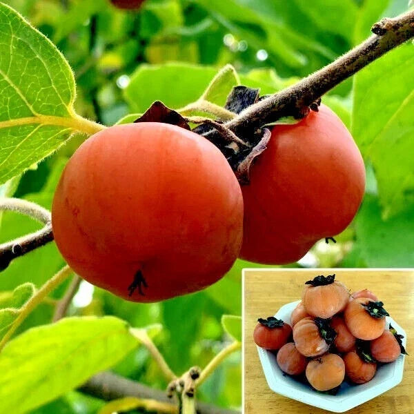 Persimmon Tree Seeds - Sugar Plum Variety - Diospyros Virginiana - Cold Hardy Fruit Plant for USDA Zones 4-9