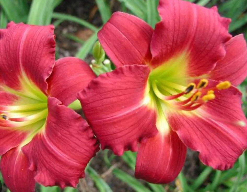 Daylily Plant - Awarded Ruby Red Stella - Hemerocallis - 1 Live Bare Root Flower Fan