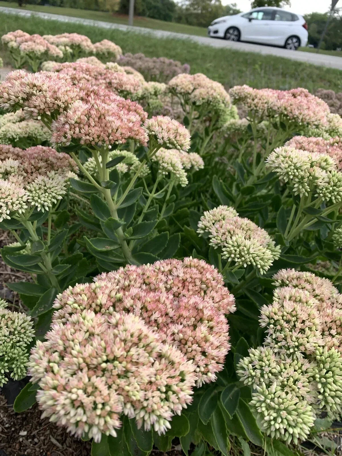 Sedum Autumn Joy Bare Root Plant – Pink Flowers, Attracts Bees, Drought-Tolerant, Hardy Perennial, Sedum telephium 'Autumn Joy'