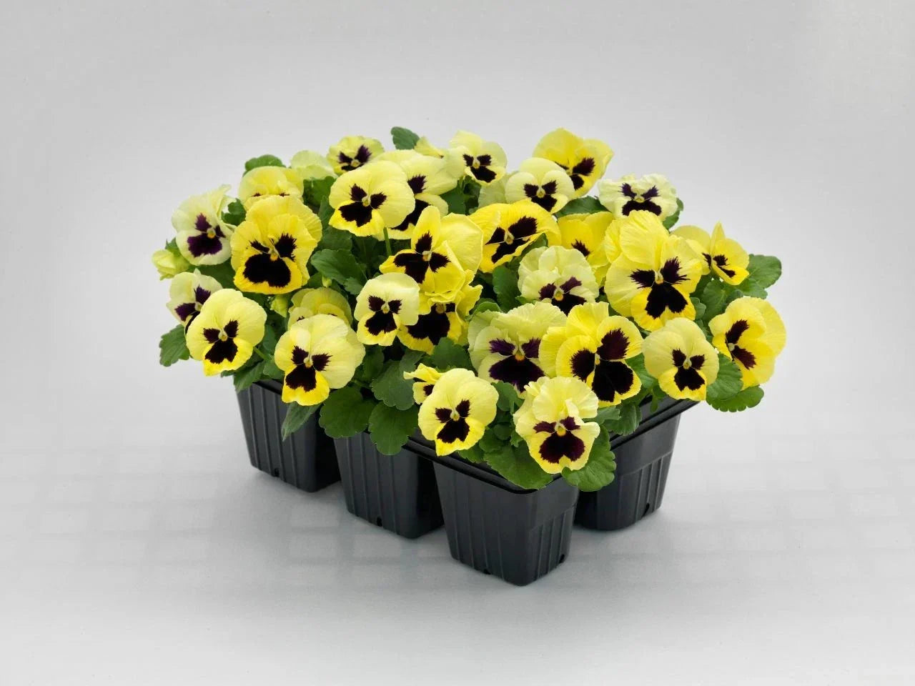 Pansy Seeds 50 Count - Inspire Plus Lemon Viola Seeds - 2019 Release