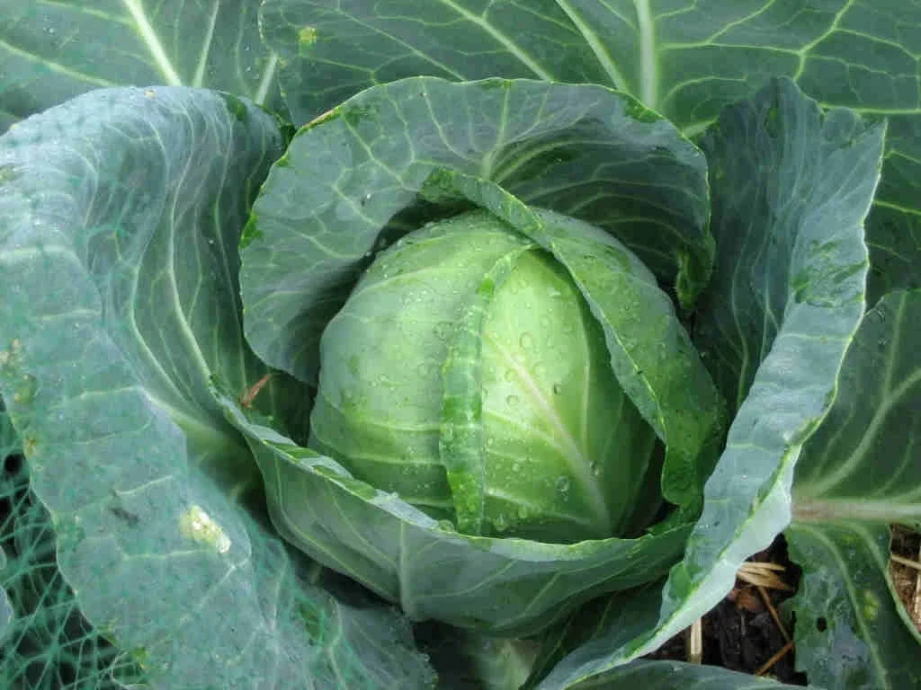 Golden Acre Cabbage Seeds – Brassica oleracea var. capitata – Compact, Green, Home Garden Seed Pack