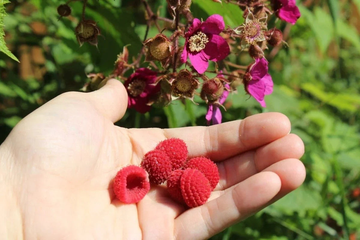 Thornless Purple Flowering Raspberry Live Starter Plant Rubus odoratus Self-Pollinating, Bushy Growth