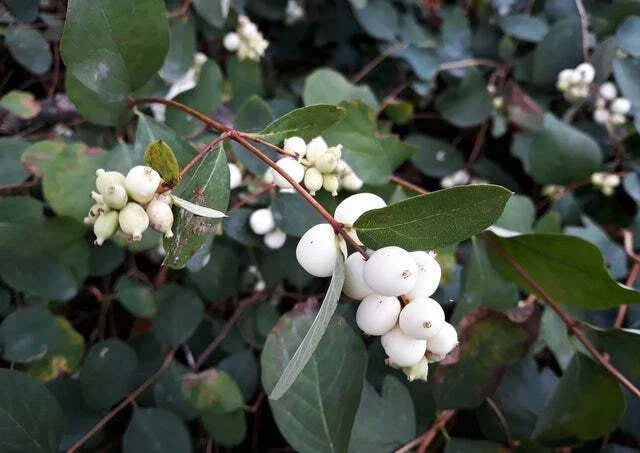 Snowberry Shrub Seeds - 50+ Non-GMO Symphoricarpos albus Seeds from Iowa