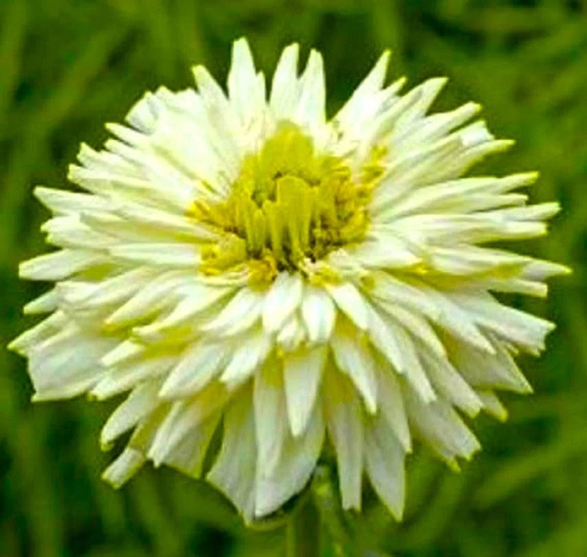 Giant Cactus Zinnia Seeds - White Flowers, 100+ Seeds, Zinnia elegans, Easy to Grow, Butterfly Attracting, Garden Bedding