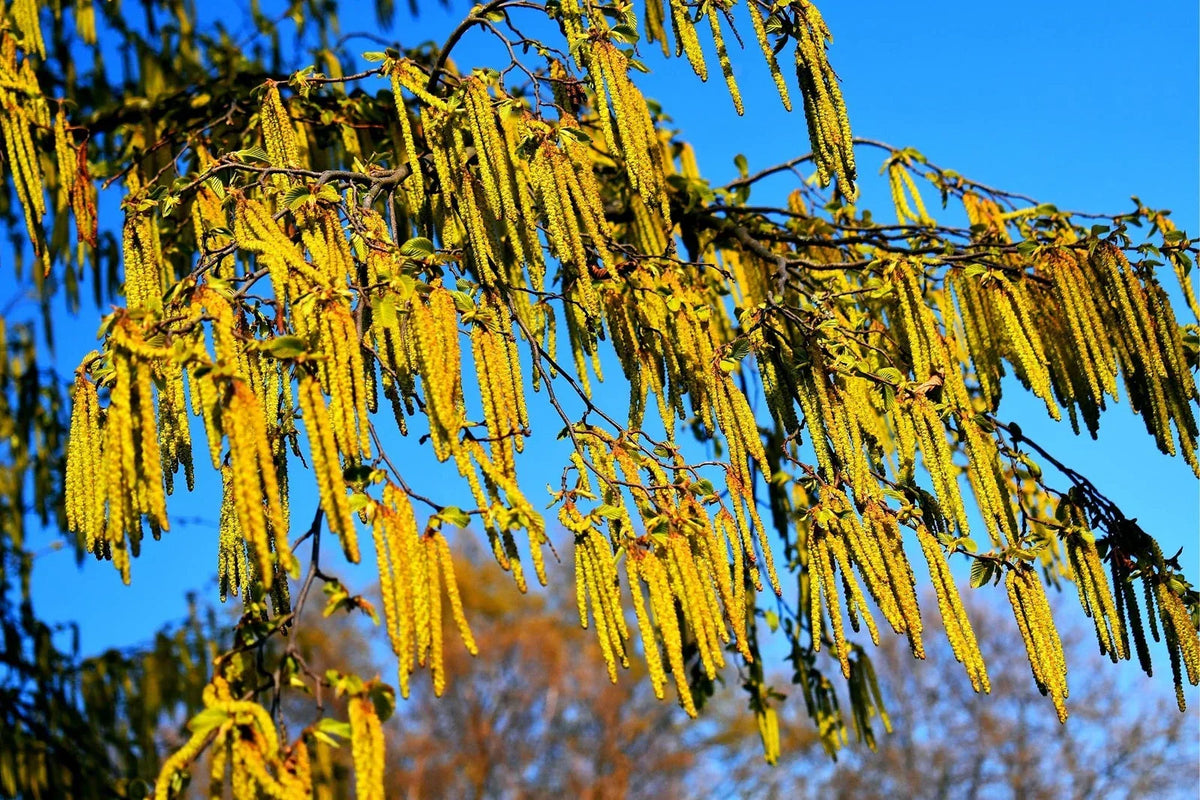 30 Hazel Alder Tree Seeds - Alnus incana Rugosa - Fast Growing Native Trees for Planting