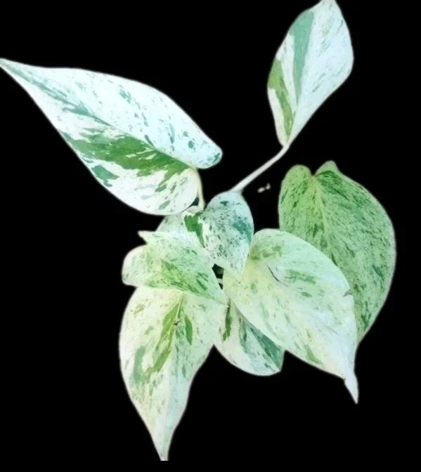True Snow Queen Pothos Plant - 4" Pot, Variegated White and Green Leaves, Epipremnum aureum Indoor Houseplant