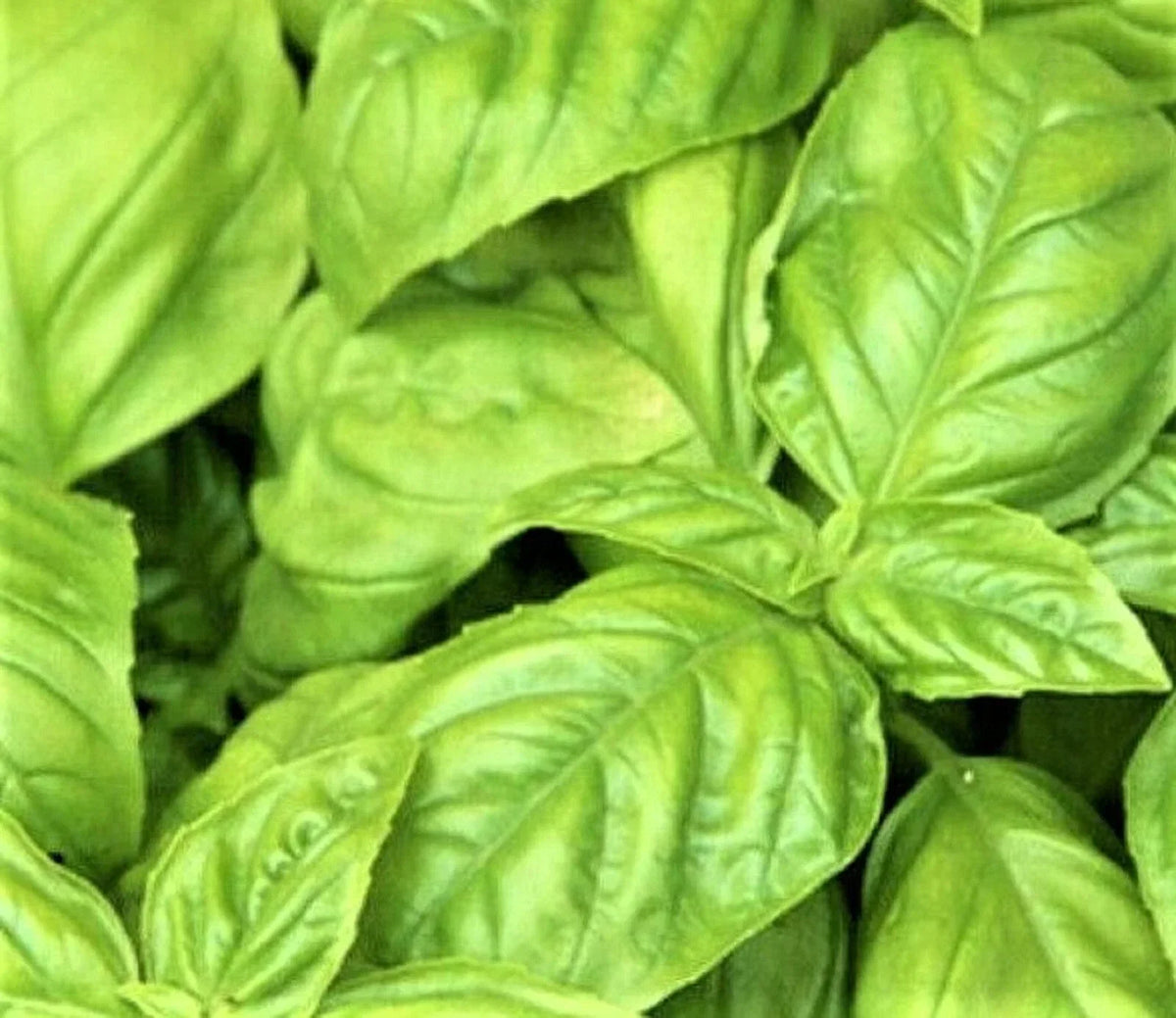 Large Leaf Italian Basil Seeds – Non-GMO Herb Seeds for Planting, Ocimum basilicum, Culinary, Pesto, Mediterranean Gardens