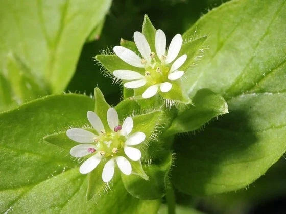 Organic Chickweed Seeds - Stellaria media, Annual Herb, Medicinal & Culinary Uses, 50+ Seeds for Easy Gardening