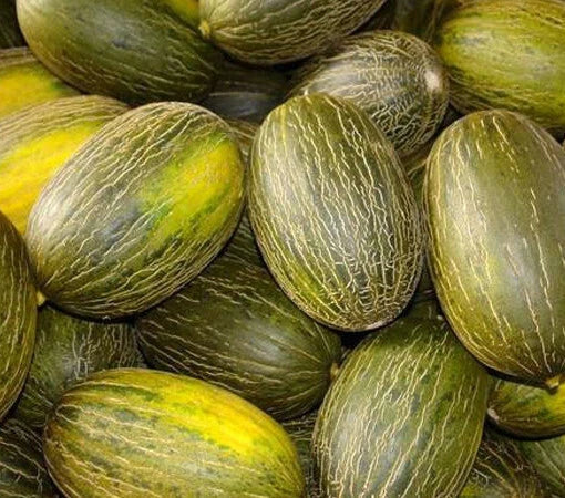 Piel De Sapo Melon Seeds – Non-GMO "Santa Claus" Variety, Cucumis melo, Rare Green Skin Melon Seeds, 25+ Pack