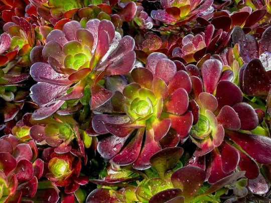 Aeonium Cuttings - Velour Variety with Deep Purple and Green Centers - Succulent Propagation Plant