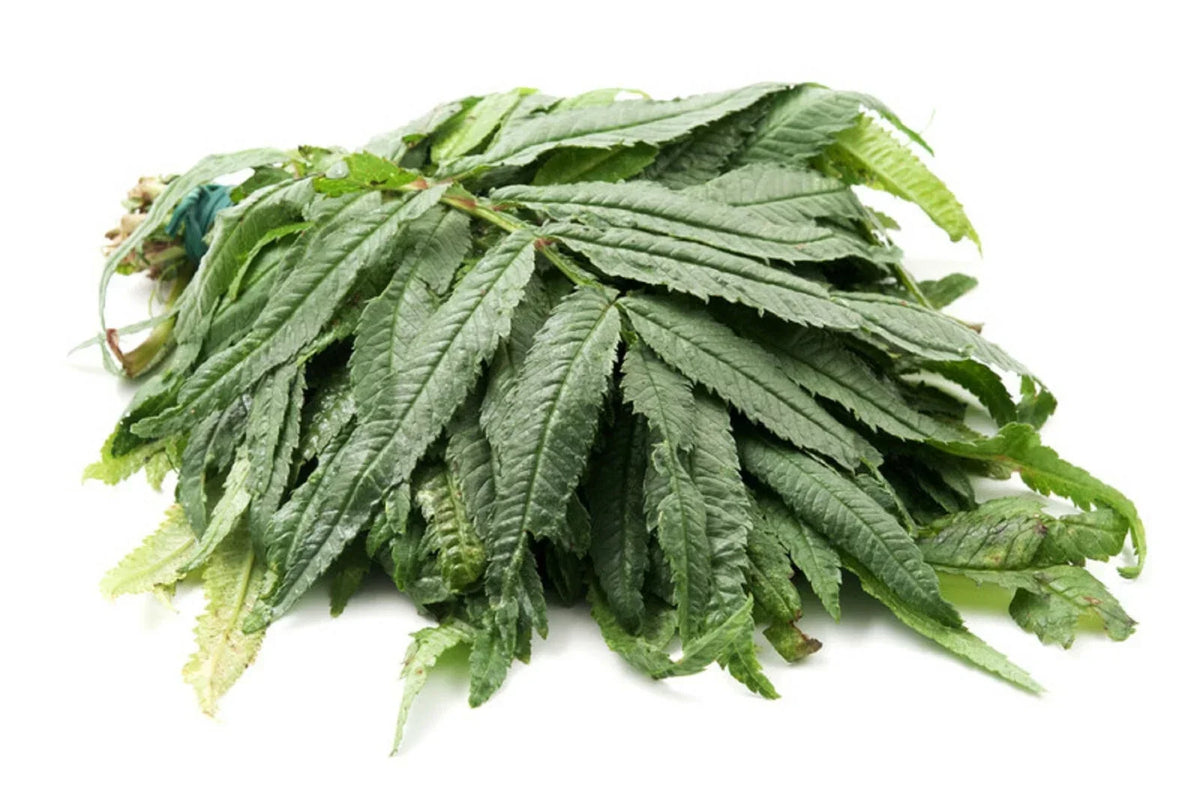 Huacatay Seeds - 100 Pack - Peruvian Black Mint Herb - Tagetes minuta - Culinary & Medicinal Plant