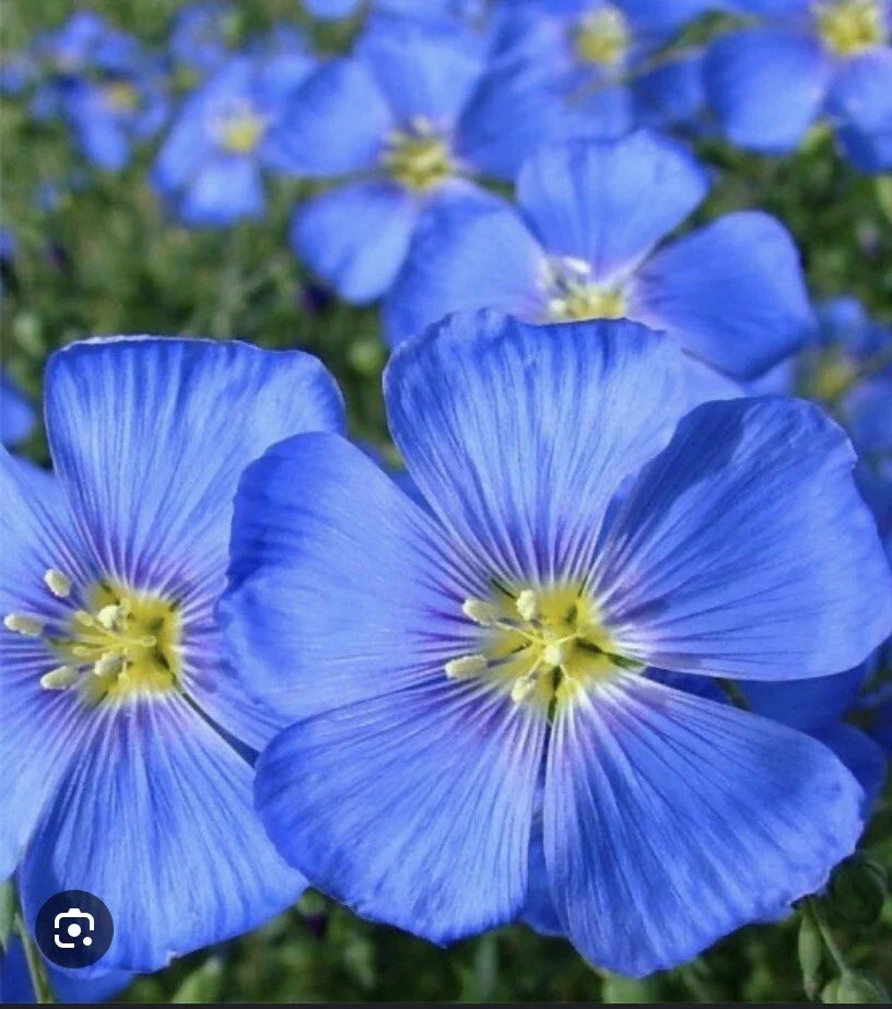 Blue Flax Seeds 100 Pack, Perennial Linum lewisii, Easy to Grow, Vibrant Blue Flowers, Drought Tolerant, Pollinator Friendly