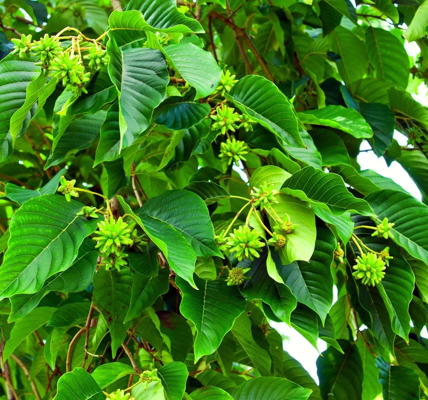 Happy Tree Seeds - Camptotheca acuminata - 30 Fast-Growing Seeds for Shade and Medicinal Use