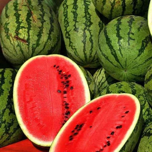 Jubilee Watermelon Seeds – Heirloom Non-GMO, Juicy, Sweet Citrullus lanatus, Vining, 25 Seeds