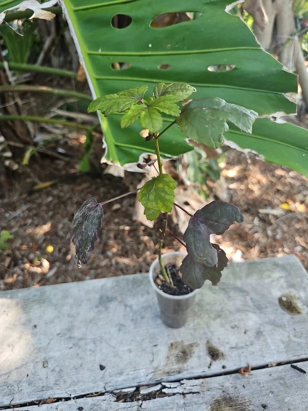 Cranberry Hibiscus Live Plant - Edible Rosella - Hibiscus acetosella - Florida Grown - Vibrant Dark Red Foliage