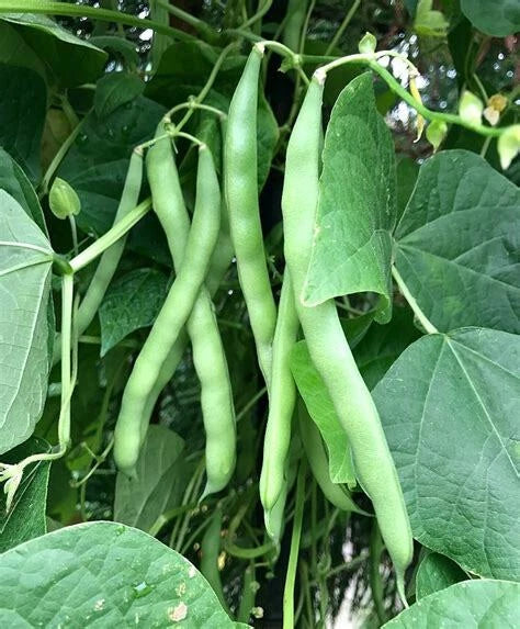 Blue Lake Pole Bean Seeds - 50 Non-GMO Heirloom Green Vegetable Seeds for Vertical Gardening - Phaseolus vulgaris