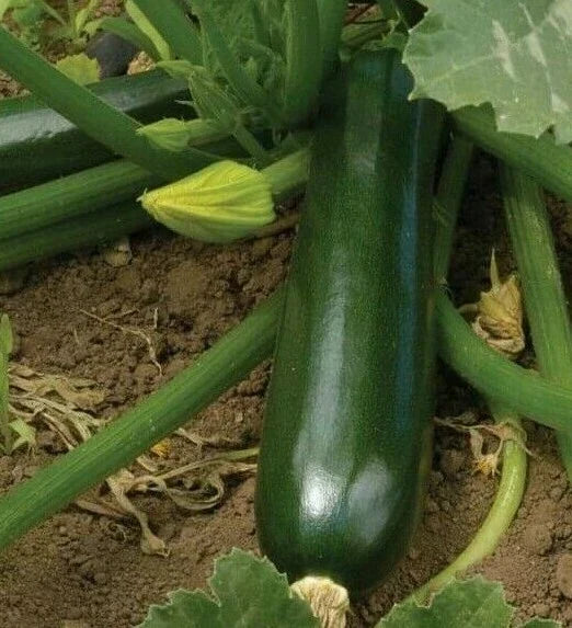 Black Beauty Zucchini Seeds – Cucurbita pepo, Bush Type, 30+ Seeds for Home Garden & Container Growing