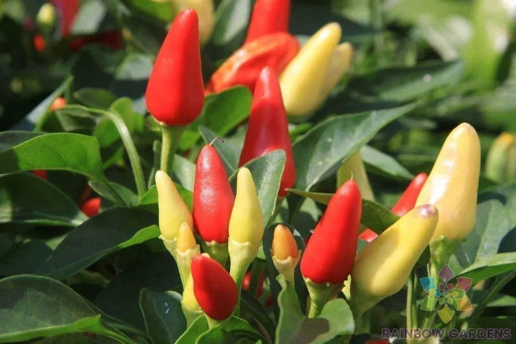 Prairie Fire Hot Pepper Seeds - 25+ Pack - Capsicum annuum - USA Grown