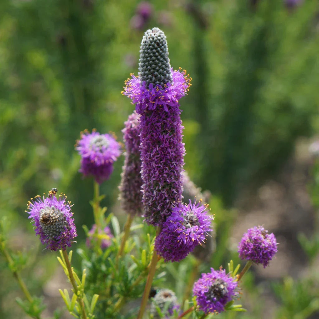 Purple Prairie Clover Seeds - Violet Flowers, Pollinator Attractant, Native Dalea purpurea, Drought-Tolerant, Wildflower Garden