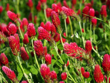 Crimson Clover Seeds 200+ Red Flower Trifolium Incarnatum Annual Cover Crop Soil Fertilizer