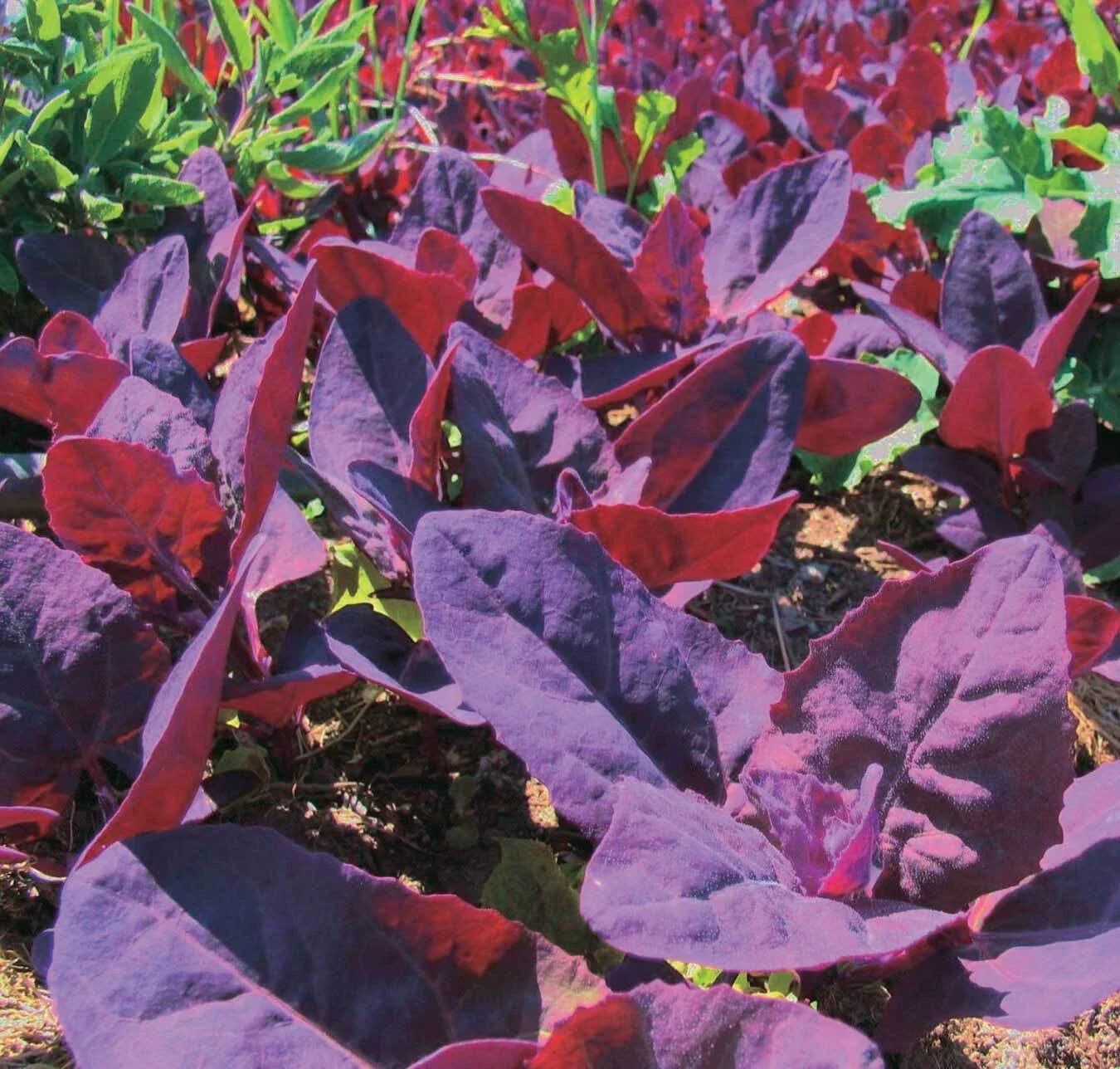 Orach Red Fire Seeds - French Spinach, Mountain Spinach, Non-GMO, Heirloom Variety, Atriplex hortensis, 100 Seeds