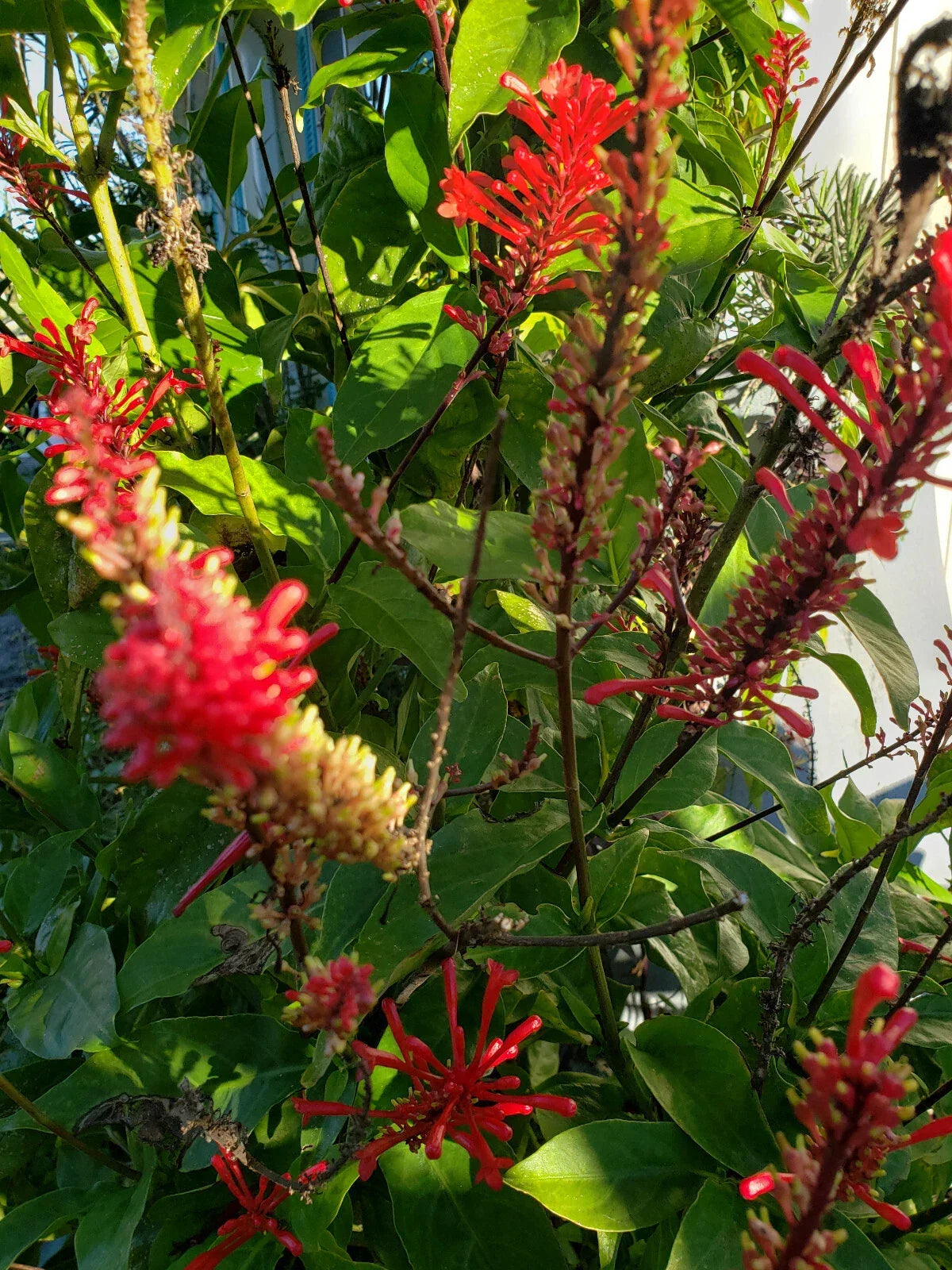 Red Odontonema Cuspidatum Firespike Cuttings - 4 Propagation Plants for Garden and Landscaping - Cardinal’s Guard, Tropical Flowering Plant