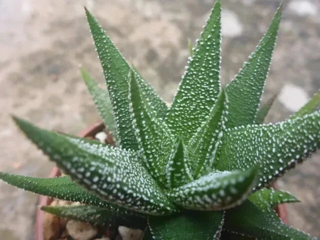 Haworthia Attenuata Radula Succulent Plant - 3" Potted Indoor Greenery - Low Maintenance Aloe Vera Alternative