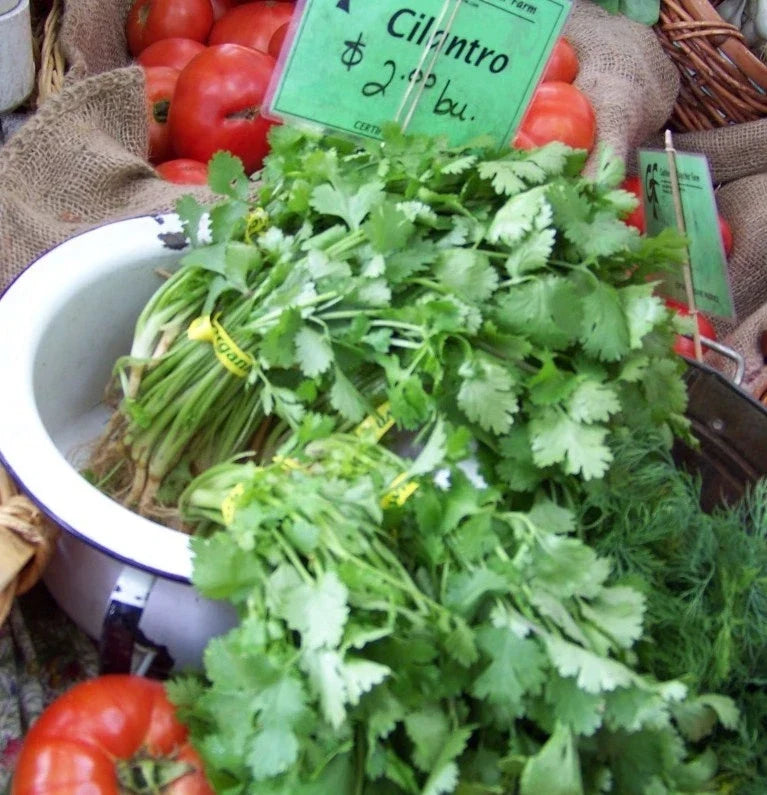 Cilantro Seeds - 150 Pack - Coriandrum sativum - Organic, Non-GMO, Culinary Herb for Indoor & Outdoor Gardening