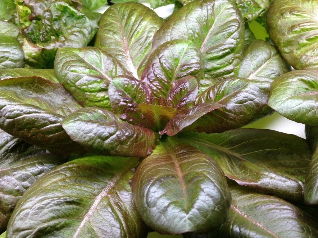 Rouge D'Hiver Lettuce Seeds, Non-GMO Red Romaine, Organic Winter Salad Greens, Lactuca sativa Heirloom Seeds