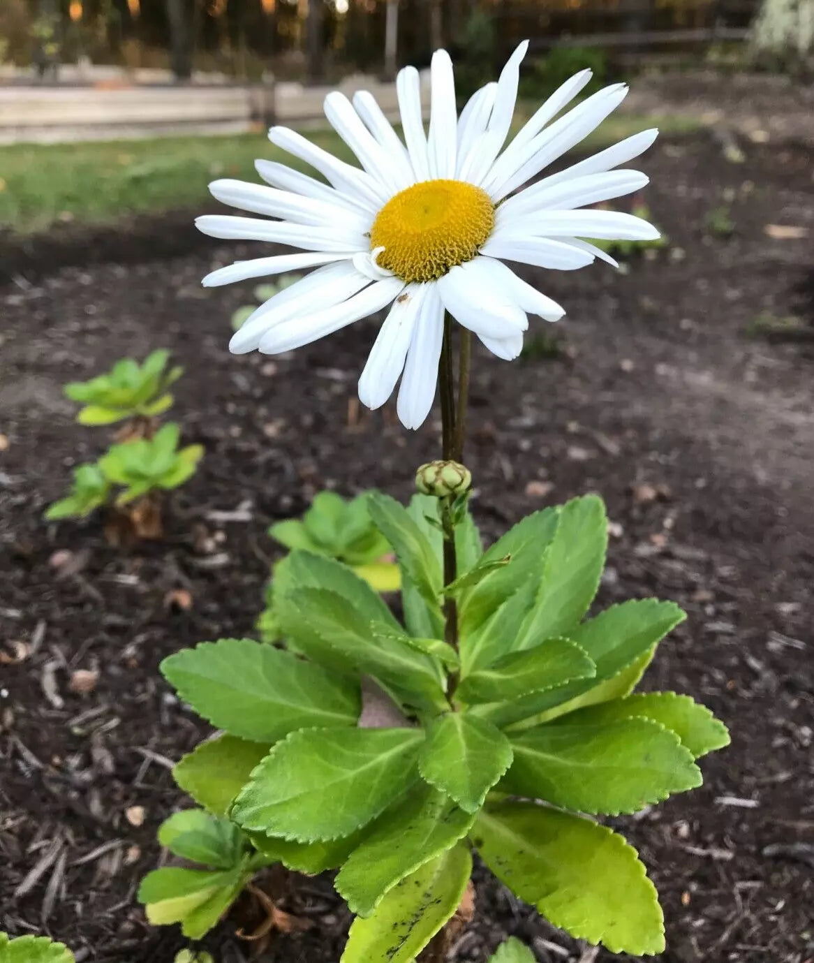 Montauk Nippon Daisy Perennial Live Plant Set of 5 Bare Root 3 Years Old - Pre-Order for Spring