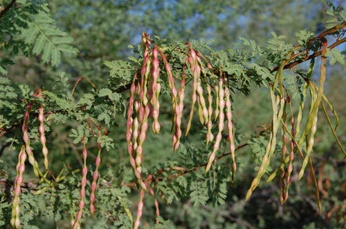 Acacia Constricta Tree Seeds - White Thorn Whitethorn - 30 Seeds - Drought-Tolerant Native Tree